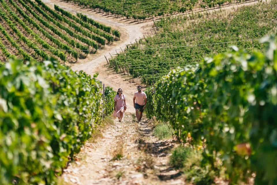 Private tour Pompeii and Vesuvius Winery from Naples Port