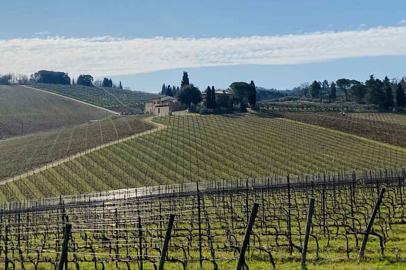 Small group among Tuscan wineries, their olive oil and a proper Tuscan lunch
