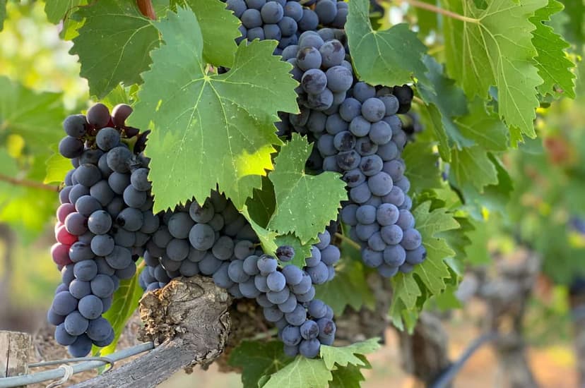 Private Montalcino & Brunello Wine tour