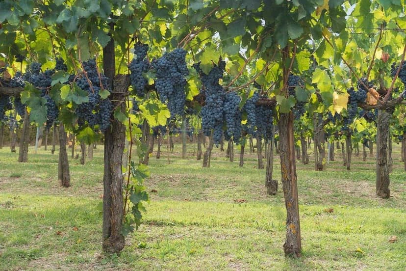 Private Tour to Chianti and Wineries from Livorno Port